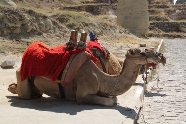 Cappadocia camel